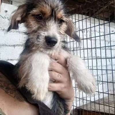 Tierschutzhunde suchen ein Zuhause-Beitrag-Bild