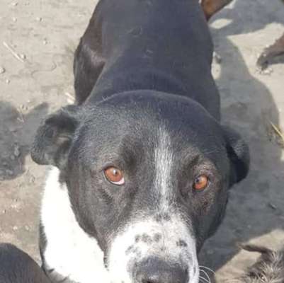 Tierschutzhunde suchen ein Zuhause-Beitrag-Bild