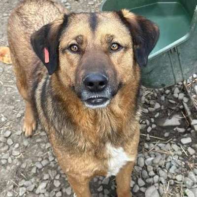 Tierschutzhunde suchen ein Zuhause-Beitrag-Bild
