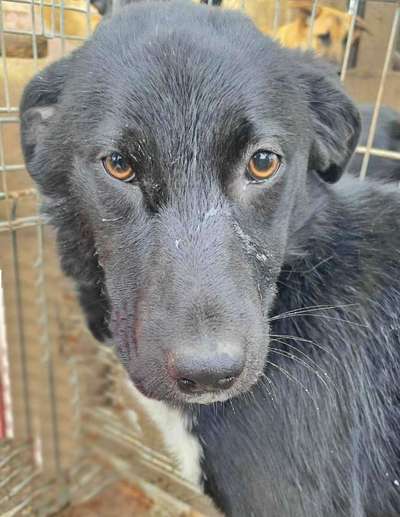 Tierschutzhunde suchen ein Zuhause-Beitrag-Bild