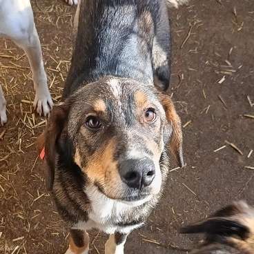 Tierschutzhunde suchen ein Zuhause-Beitrag-Bild
