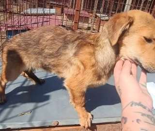 Tierschutzhunde suchen ein Zuhause-Beitrag-Bild