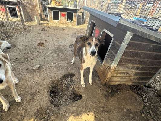 Tierschutzhunde suchen ein Zuhause-Beitrag-Bild
