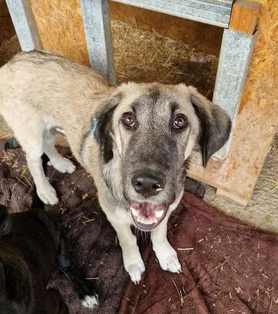 Tierschutzhunde suchen ein Zuhause-Beitrag-Bild