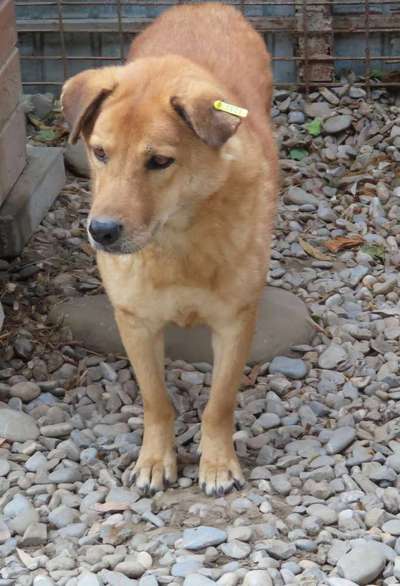 Tierschutzhunde suchen ein Zuhause-Beitrag-Bild