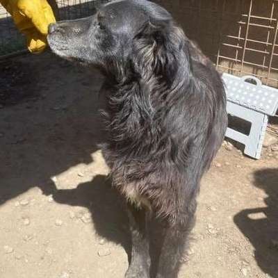 Tierschutzhunde suchen ein Zuhause-Beitrag-Bild