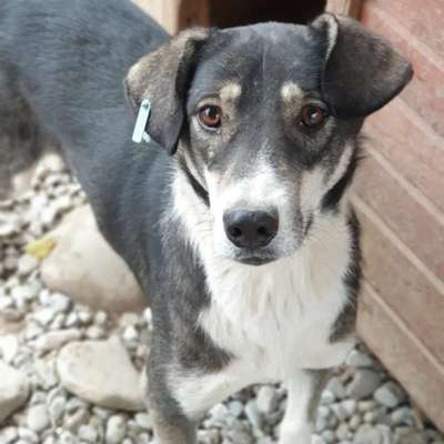 Tierschutzhunde suchen ein Zuhause-Beitrag-Bild