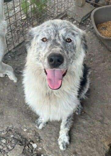 Tierschutzhunde suchen ein Zuhause-Beitrag-Bild