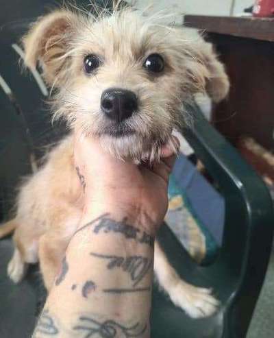 Tierschutzhunde suchen ein Zuhause-Beitrag-Bild