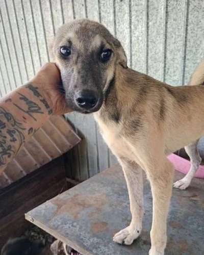 Tierschutzhunde suchen ein Zuhause-Beitrag-Bild