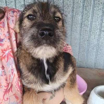 Tierschutzhunde suchen ein Zuhause-Beitrag-Bild