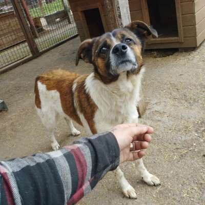 Tierschutzhunde suchen ein Zuhause-Beitrag-Bild