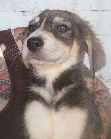 Tierschutzhunde suchen ein Zuhause-Beitrag-Bild