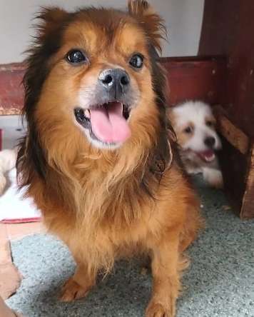 Tierschutzhunde suchen ein Zuhause-Beitrag-Bild