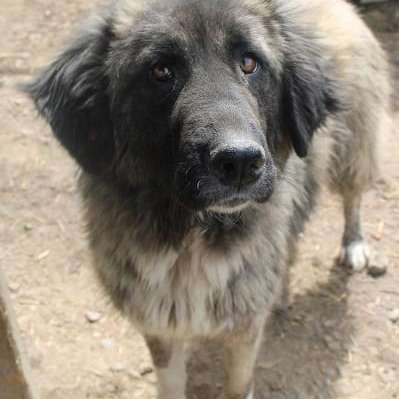 Tierschutzhunde suchen ein Zuhause-Beitrag-Bild