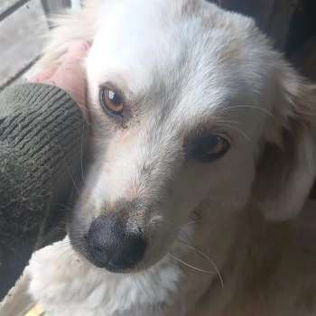 Tierschutzhunde suchen ein Zuhause-Beitrag-Bild