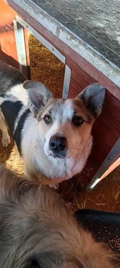 Tierschutzhunde suchen ein Zuhause-Beitrag-Bild