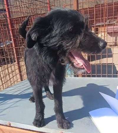 Tierschutzhunde suchen ein Zuhause-Beitrag-Bild