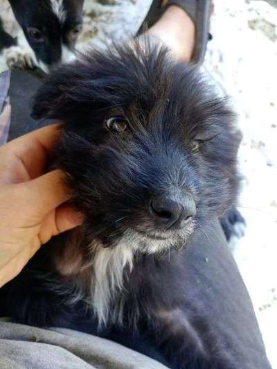 Tierschutzhunde suchen ein Zuhause-Beitrag-Bild