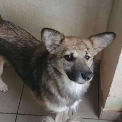 Tierschutzhunde suchen ein Zuhause-Beitrag-Bild