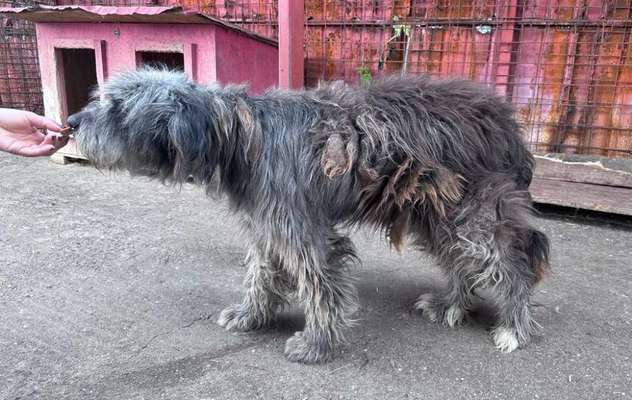 Tierschutzhunde suchen ein Zuhause-Beitrag-Bild