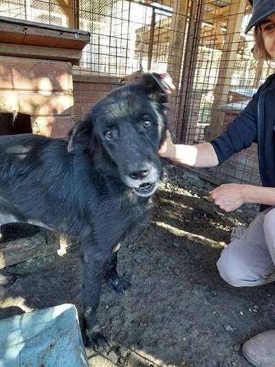 Tierschutzhunde suchen ein Zuhause-Beitrag-Bild