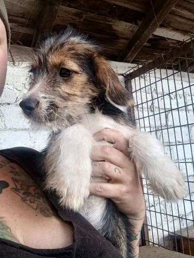 Tierschutzhunde suchen ein Zuhause-Beitrag-Bild