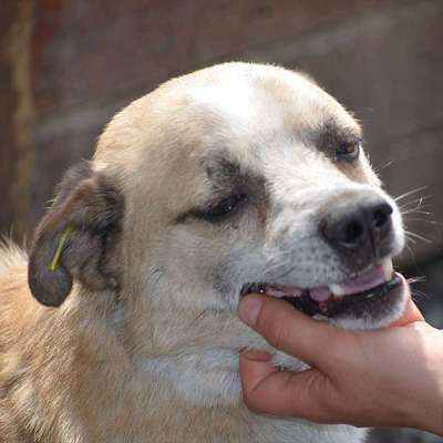 Tierschutzhunde suchen ein Zuhause-Beitrag-Bild