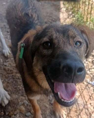 Tierschutzhunde suchen ein Zuhause-Beitrag-Bild