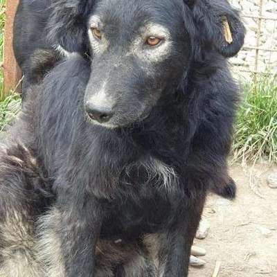 Tierschutzhunde suchen ein Zuhause-Beitrag-Bild