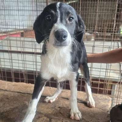 Tierschutzhunde suchen ein Zuhause-Beitrag-Bild