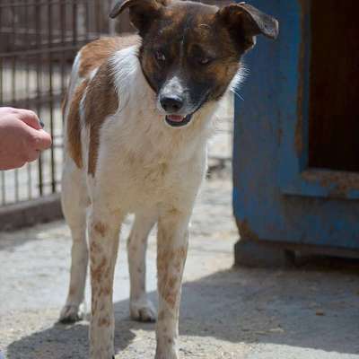 Tierschutzhunde suchen ein Zuhause-Beitrag-Bild