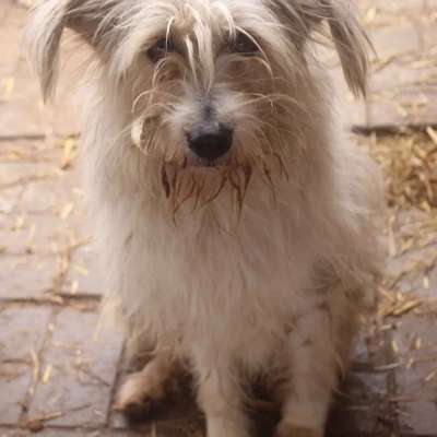 Tierschutzhunde suchen ein Zuhause-Beitrag-Bild