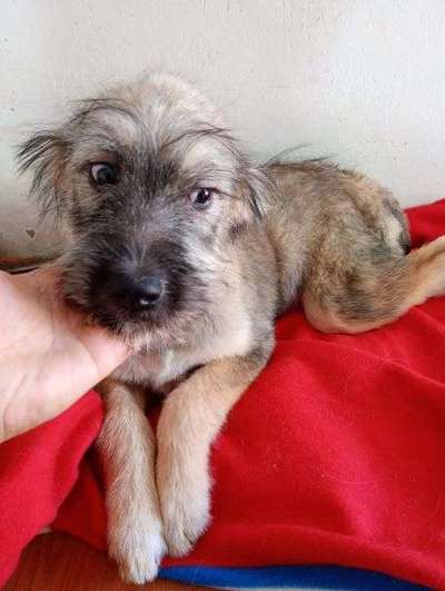 Tierschutzhunde suchen ein Zuhause-Beitrag-Bild