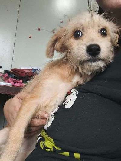 Tierschutzhunde suchen ein Zuhause-Beitrag-Bild