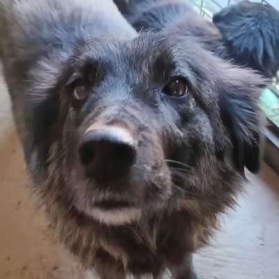 Tierschutzhunde suchen ein Zuhause-Beitrag-Bild