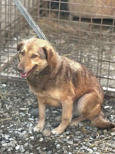 Tierschutzhunde suchen ein Zuhause-Beitrag-Bild