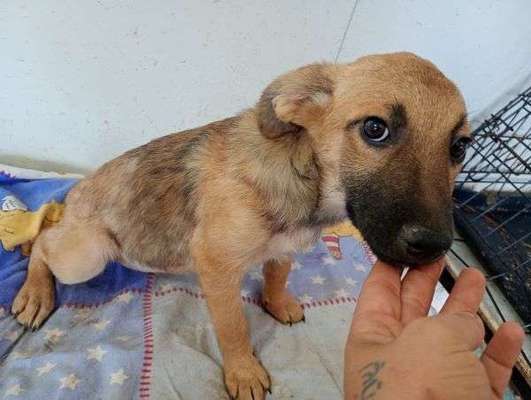 Tierschutzhunde suchen ein Zuhause-Beitrag-Bild