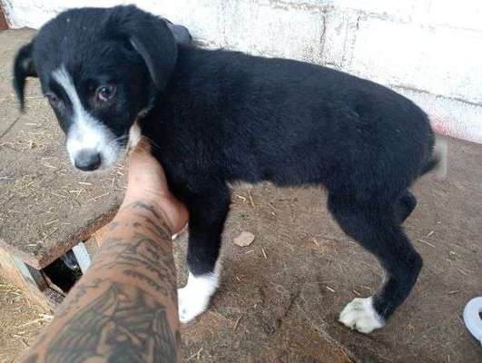 Tierschutzhunde suchen ein Zuhause-Beitrag-Bild