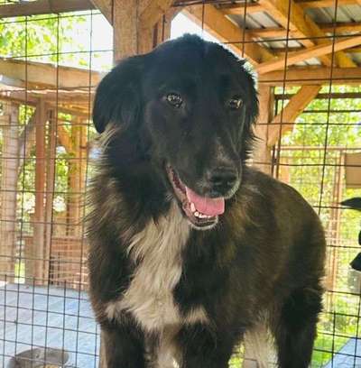 Tierschutzhunde suchen ein Zuhause-Beitrag-Bild