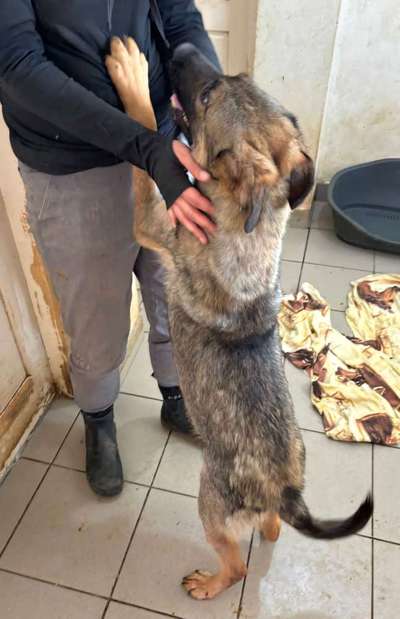 Tierschutzhunde suchen ein Zuhause-Beitrag-Bild