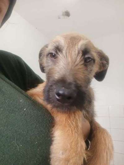 Tierschutzhunde suchen ein Zuhause-Beitrag-Bild