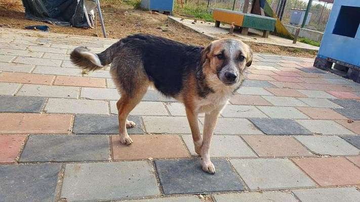 Tierschutzhunde suchen ein Zuhause-Beitrag-Bild