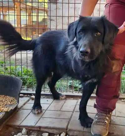 Tierschutzhunde suchen ein Zuhause-Beitrag-Bild