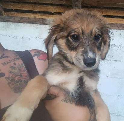 Tierschutzhunde suchen ein Zuhause-Beitrag-Bild