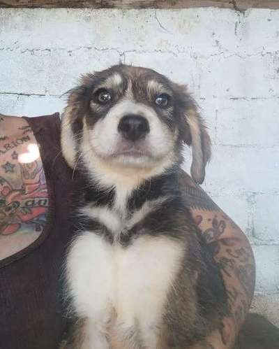 Tierschutzhunde suchen ein Zuhause-Beitrag-Bild