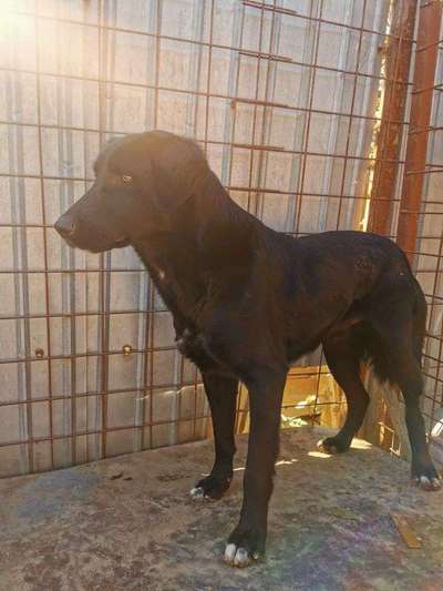 Tierschutzhunde suchen ein Zuhause-Beitrag-Bild