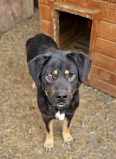 Tierschutzhunde suchen ein Zuhause-Beitrag-Bild