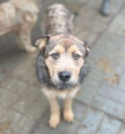 Tierschutzhunde suchen ein Zuhause-Beitrag-Bild