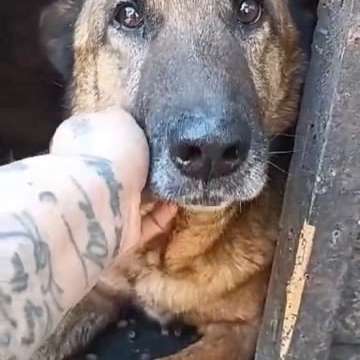 Tierschutzhunde suchen ein Zuhause-Beitrag-Bild